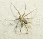 Brown Recluse Spider.  From Ohio State Online